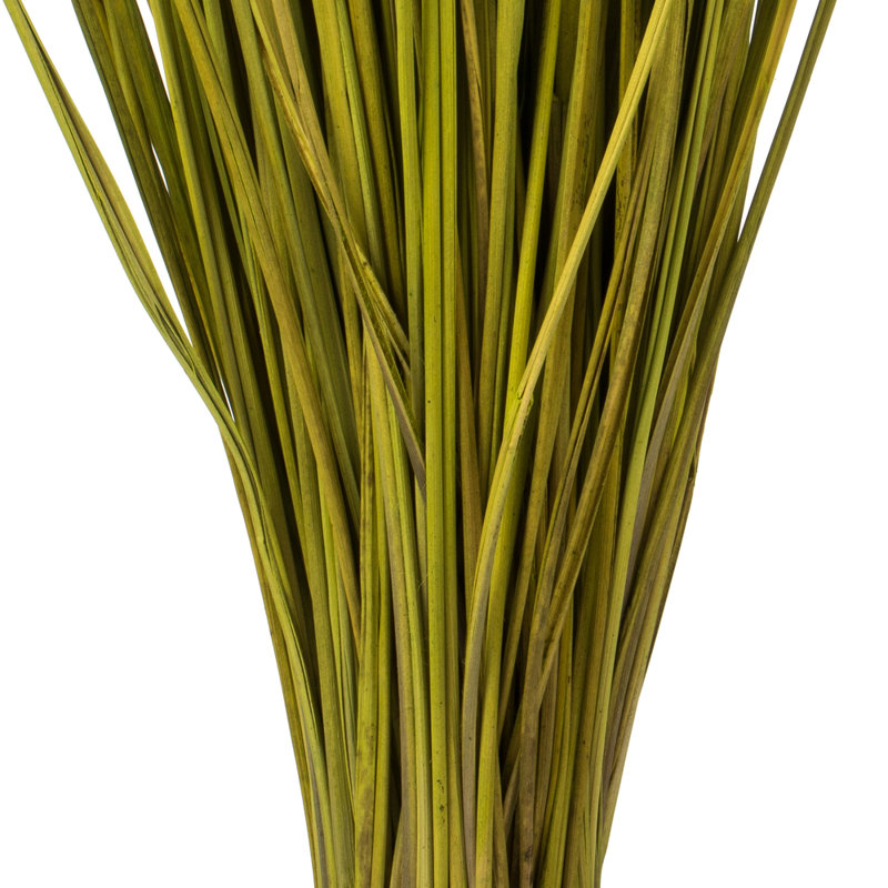 Faux Whip Grass Plant Preserved
