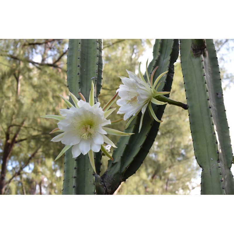 San Pedro Cactus - Wrapped Canvas Print, 30cm H x 46cm W x 3.8cm D