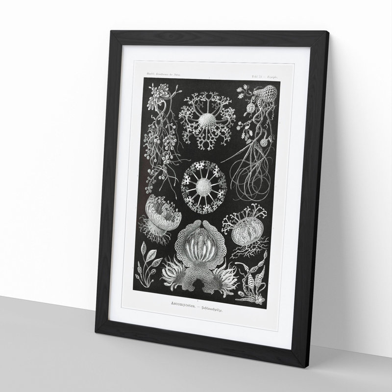 Ascomycete Fungi by Ernst Haeckel - Picture Frame Graphic Art, 36cm H x 27cm W x 2cm D, Black Framed