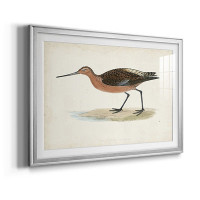 Morris Sandpipers II " Morris Sandpipers II "
