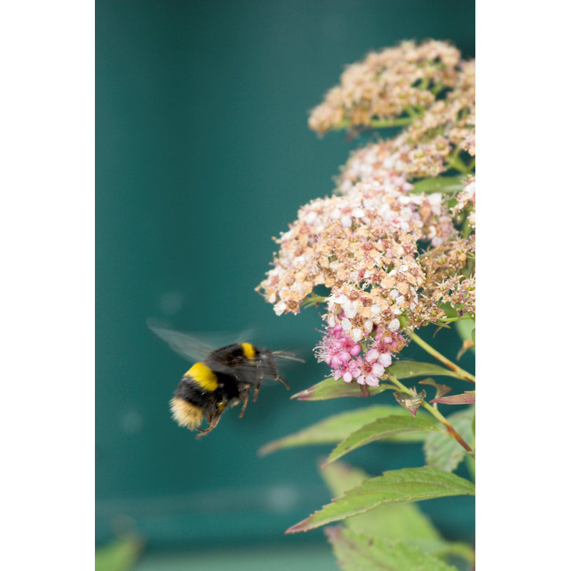 Bumblebee Flight - Wrapped Canvas Print, 122cm H x 81cm W x 3.8cm D