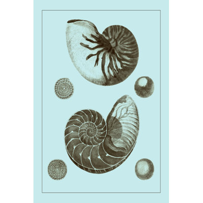 Tinted Shells On Aqua I by Vision Studio - Wrapped Canvas Print