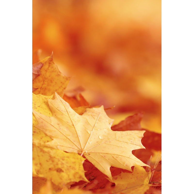 Fond d'automne par Bgfoto, H 48 po x l 32 po