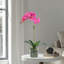Orchid Arrangement In Pot-357743677