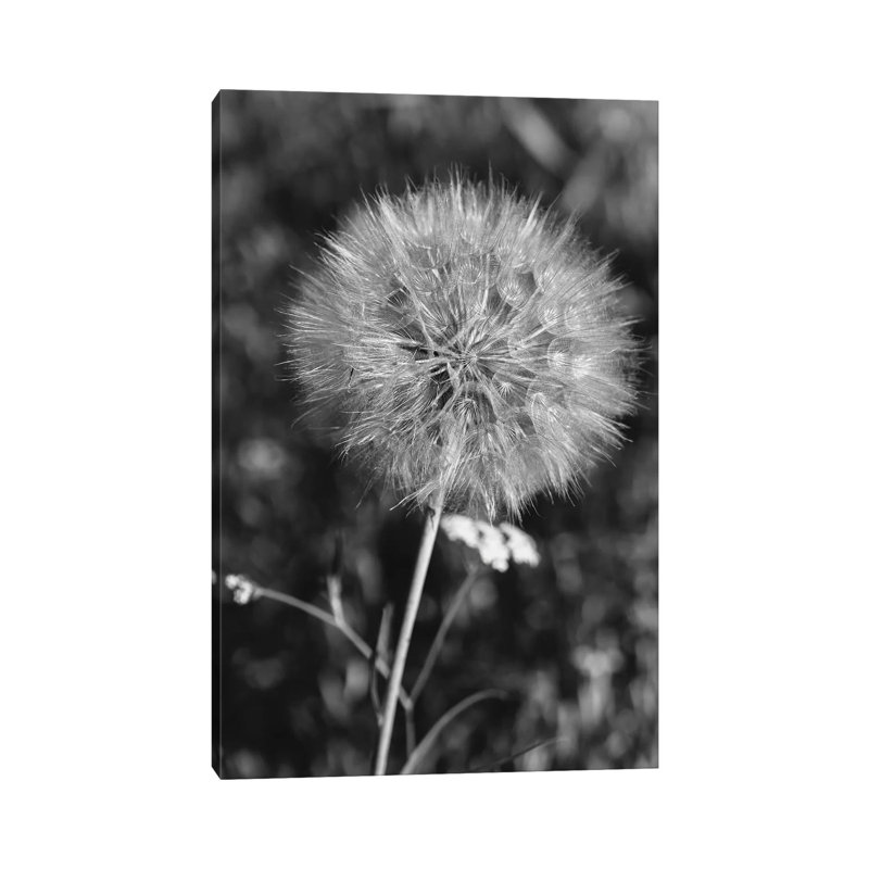 Summer Dandelion II by Bethany Young - Print on Canvas, 66.04cm H x 45.72cm W x 1.91cm D, Wrapped Canvas