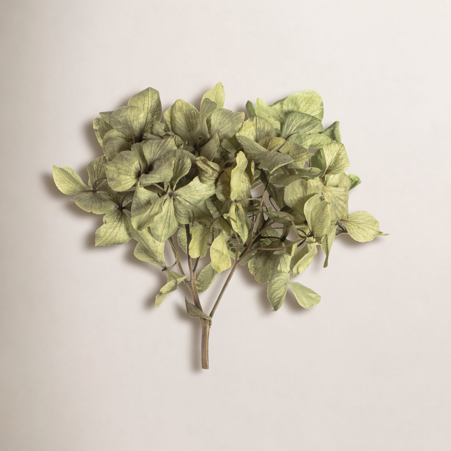 Hydrangea Floral Arrangement, Green