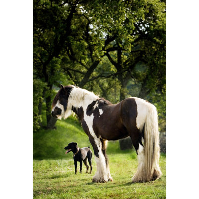 Galineers Cob with Dog - Photographie sur toile tendue