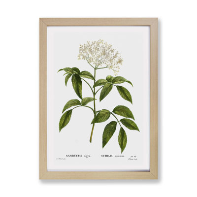 Elderflower Tree by Pierre-Joseph Redoute - Framed Print