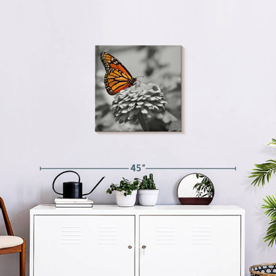 Papillon Brampt