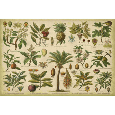 Classification Trop. Plantes
