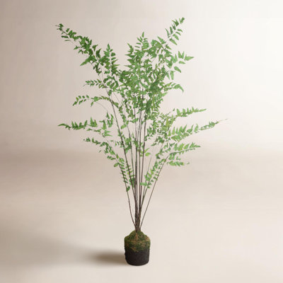 61'' Plant