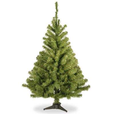 Kincaid Spruce Tree