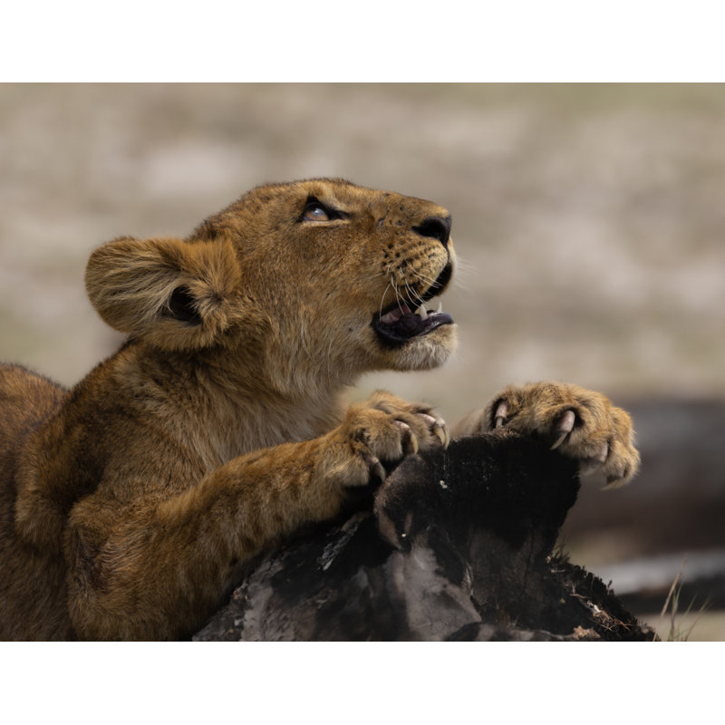 Wrapped Canvas Print, 50.8 cm H x 76.2 cm W