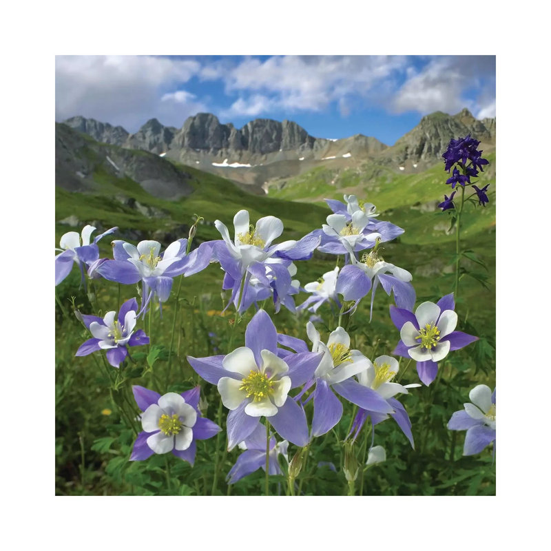 Colourado Blue Columbine Meadow At American Basin, Colourado by Tim Fitzharris - Print on Canvas, 30.48 cm H x 30.48 cm W