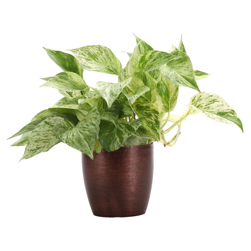 Marble Queen Pothos Plant in Pot, Copper