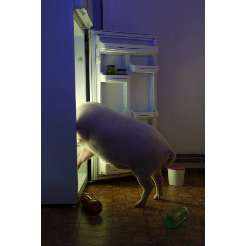 Animal Thief by Tomazl - No Frame Print on Canvas, 30cm x 20cm W