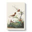 Wrens by John Audubon - Wrapped Canvas-55320087
