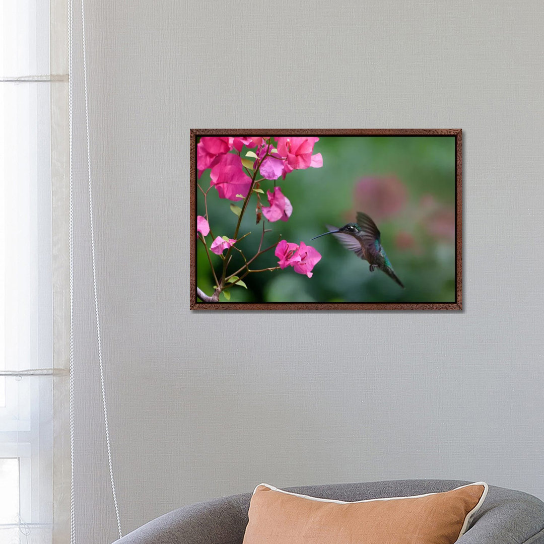 Magnificent Hummingbird Female Feeding At Flower, Costa Rica von Tim Fitzharris - Gallery-Wrapped Canvas Giclée on Canva...