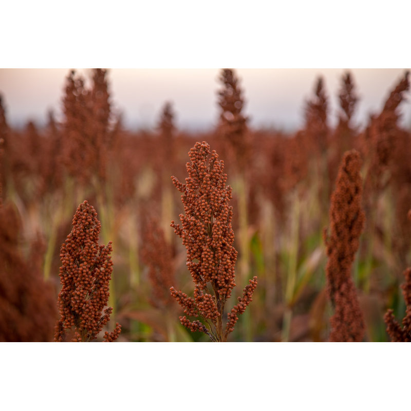 Sorghum Field par Mailson Pignata - Photographie sur toile tendue, L 48 po x H 32 po
