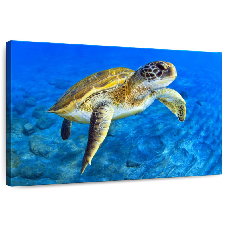 Brampt Sea Turtle Explorer, 8" H x 12" W