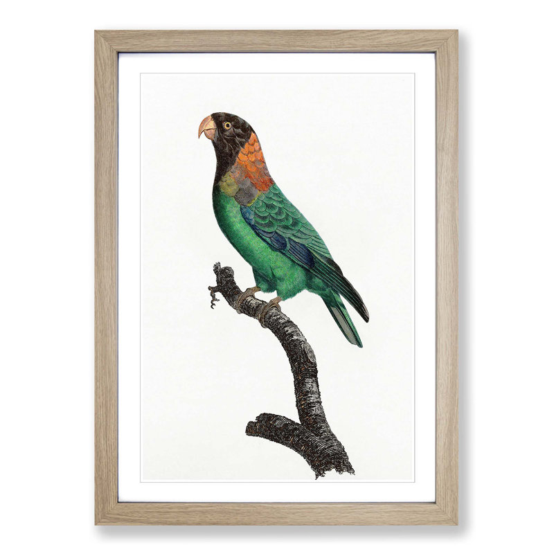 Caica Parrot by F. Levaillant - Picture Frame Painting Print, 36cm H x 27cm W x 2cm D, Oak Framed