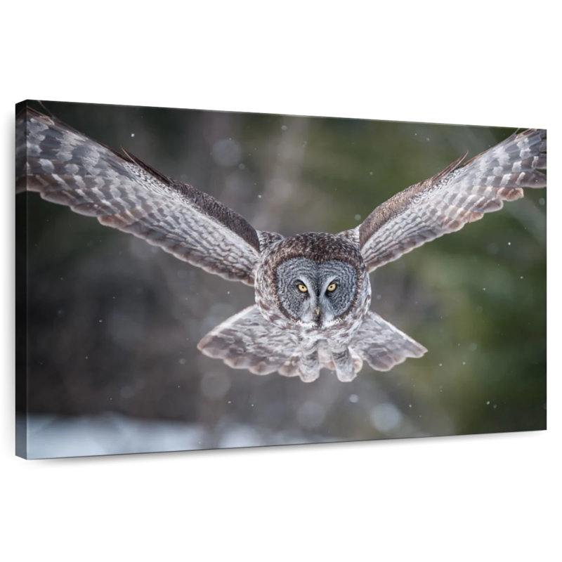 Brampt Flying Winter Owl, 20" H x 30" W