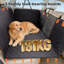 Polyester Pet Bed-947495496