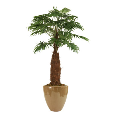Palmier du ventilateur en pot