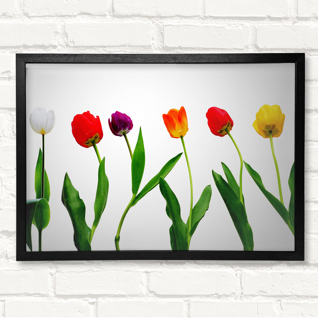 Farben der Tulpen Gerahmter Druck