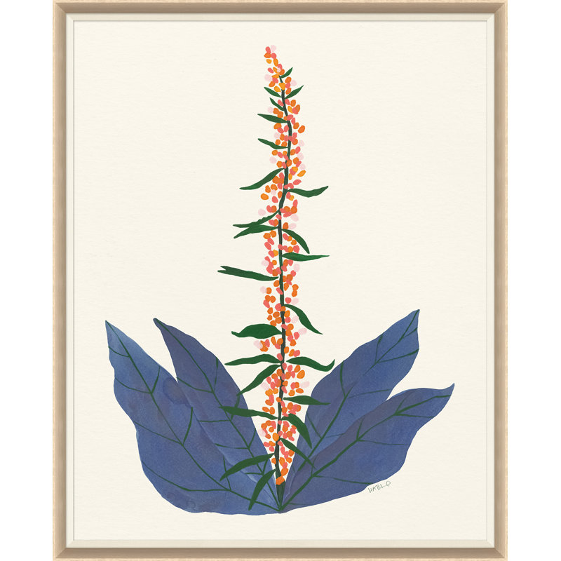 Yucca