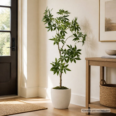Arbre à monnaie artificiel Costa 84" en pot de pépinière noir, Pachira aquatica tropical