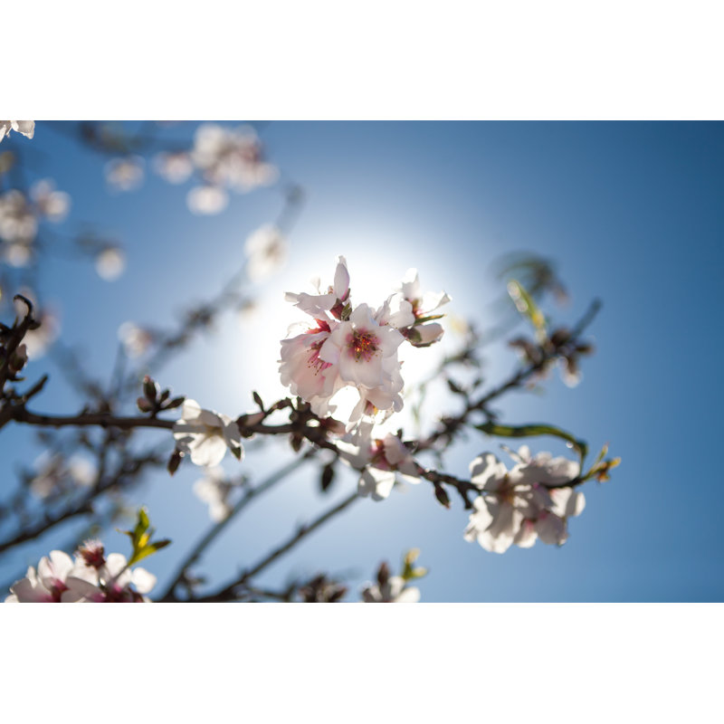 Almond Tree by MDoering - Wrapped Canvas Print, 30cm H x 46cm W x 3.8cm D