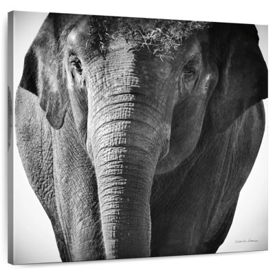 Brampt Elephant BW III