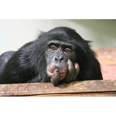 «Chimp Common Chimpanzee» par Cheekylorns - photographie sur toile tendue