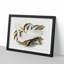 Australian Egret by Elizabeth Gould - Single Picture Frame Painting-55456815-55456811