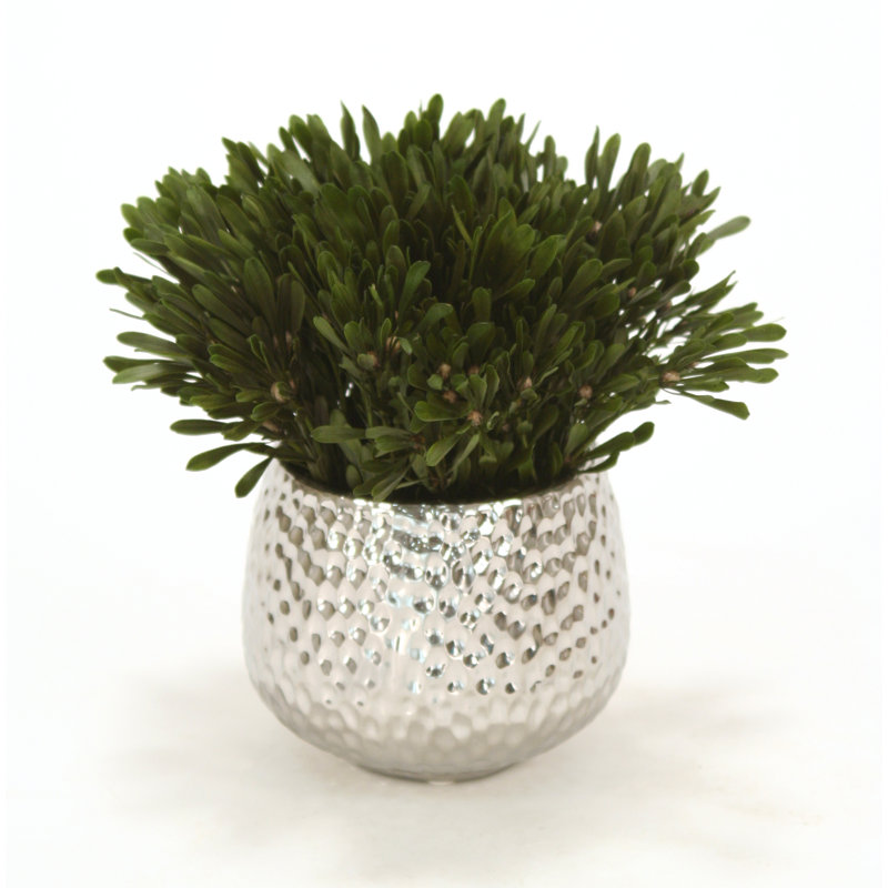 Plante à feuillage de bureau Oasis Platys