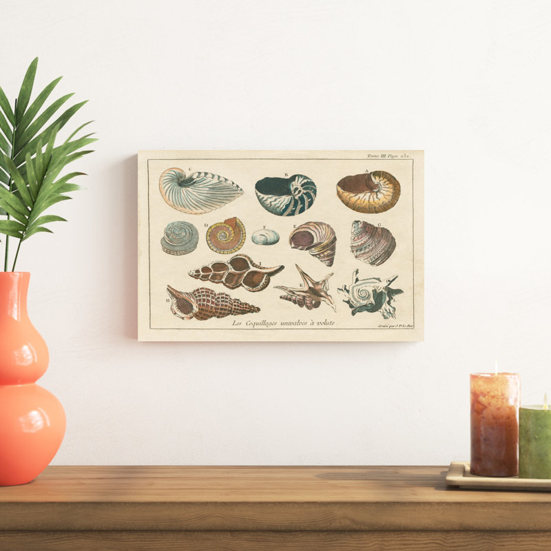 Gravures de coquillages I, H 12 po x l 18 po x P 1,25 po