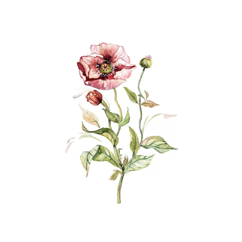 Wild Poppy by Carol Robinson - Print on Canvas, 30.48 cm H x 45.72 cm W, Wrapped Canvas
