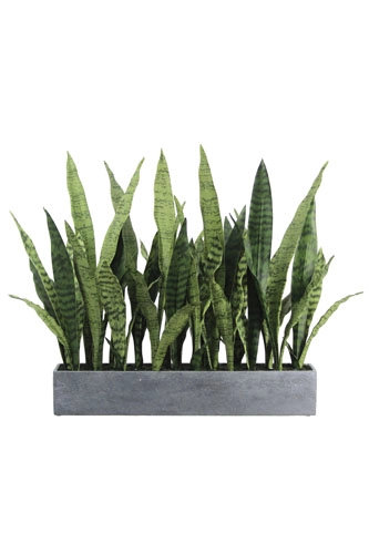 27" Potted Snake Plant - Natural, Gray