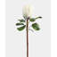 Green King Protea 23.5"-386055598