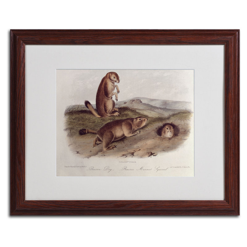 «Prairie Dog» par John James Audubon - reproduction d'art sur toile, H 16 po x l 20 po x P 0,5 po, Brun