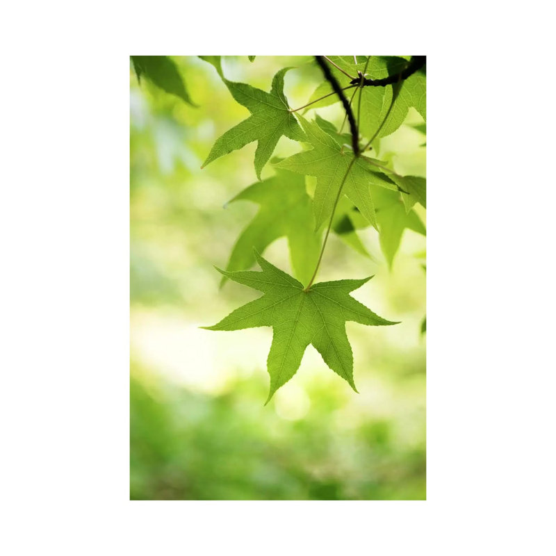 Green Closer by Philippe Sainte-Laudy - Wrapped Canvas Print, 66.04 cm H x 45.72 cm W