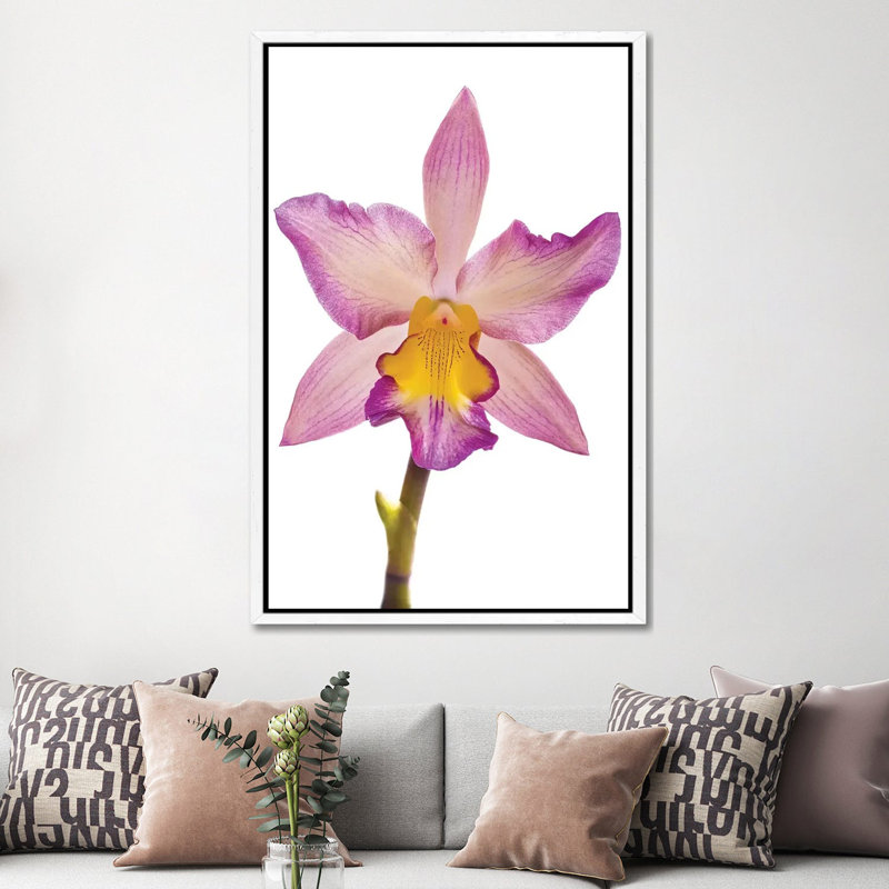 Close-up Of Orchid Flowers In Bloom by Panoramic Images - Gallery-Wrapped Canvas Giclée on Canvas, 152.5 cm H x 101.5 cm W