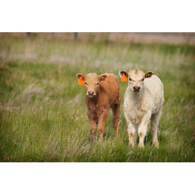 New Calves by Songbird839 - Wrapped Canvas Print