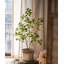 Enkianthus japonais Gant-88364649