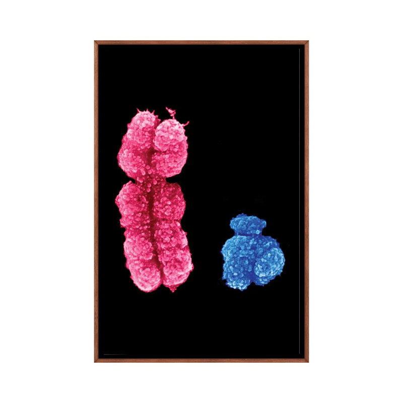 X and Y Chromosomes - reproduction d'art murale - toile encadrée, 26" x 18", Toile avec cadre, Brown
