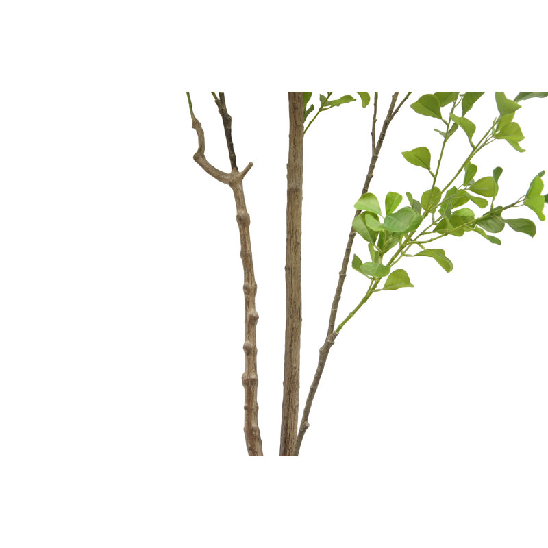 TREE FICUS HEART GROWER 7FT