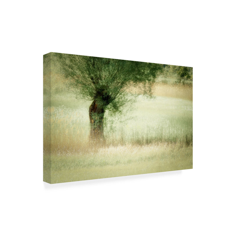 Saule - reproduction sur toile tendue, H 30 po x l 47 po x P 2 po