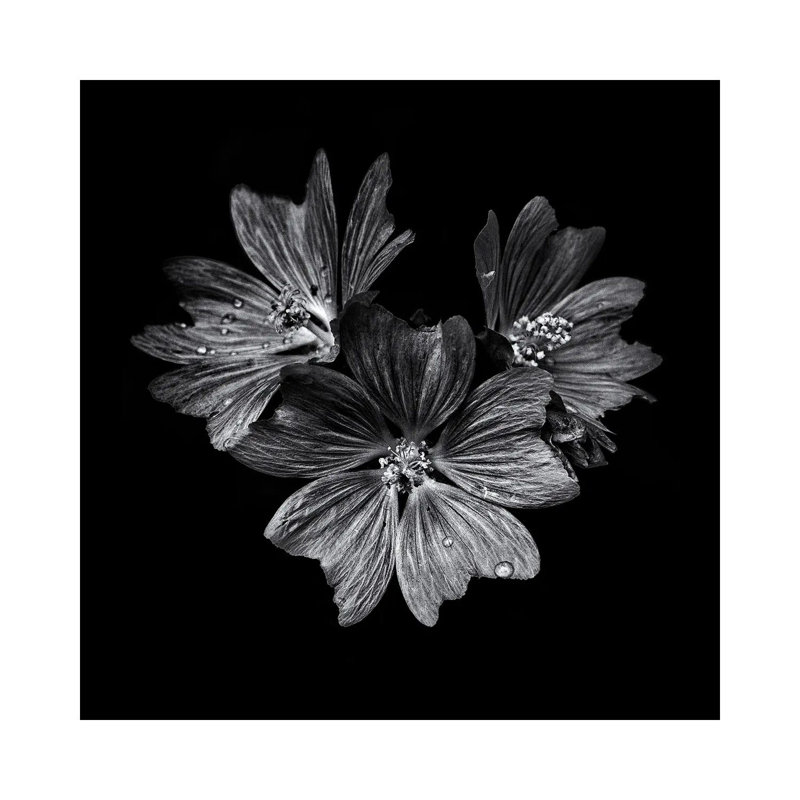 Black And White Flower Trio by Brian Carson - Wrapped Canvas Print, 30.48 cm H x 30.48 cm W