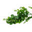 180 cm H Faux Plant